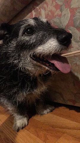 Adopted my first dog