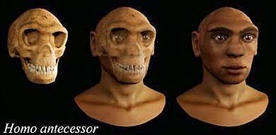 HOMO ANTECESOR (vivió 772 000 y 949 000 años9