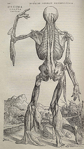 Human Anatomy (Scientific Discoveries)