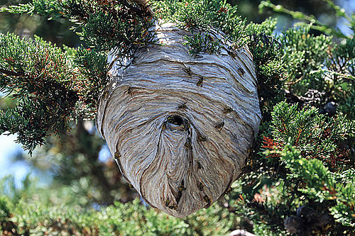 Katniss hears footsteps and see the Careers and they try to kill her but fail.She cuts a wasp nest that falls on the careers when they are sleeping and Glimmer dies and Katniss takes her bow and arrow