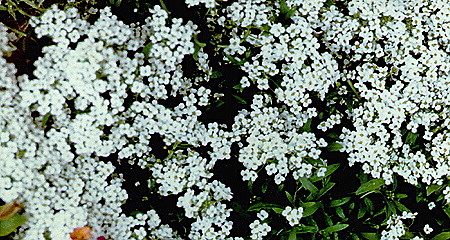 Katniss forms an alliance with Rue and they blow up the Careers food supply and they a boy kills Rue.Then the Game makers state that 2 winners can win from the same district, so Katniss tries to find Peeta