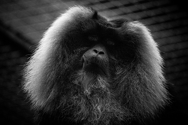 the kids met a Phooka for the first time