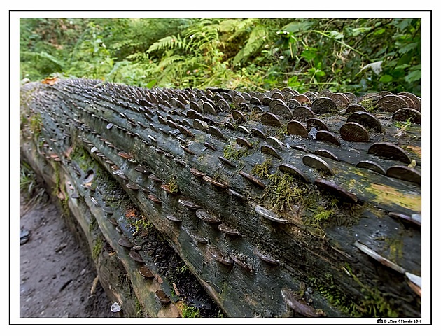 Jared, Malory, and Simon met a leaf-horned elf for the first time