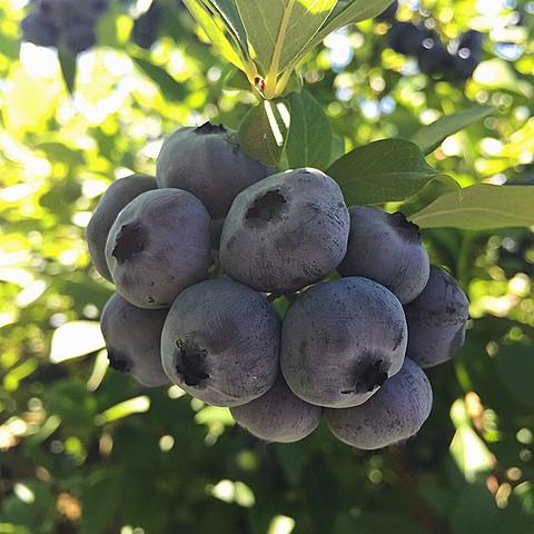 Peeta accidentally kills Fox face by collecting poisonous berries then Foxface steals and eats them. There is only one person left ,Cato