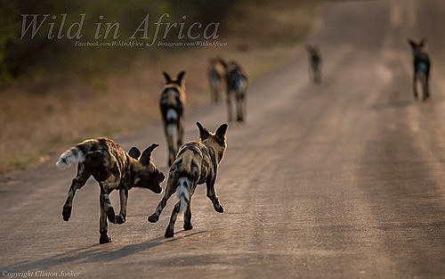 Katniss and Peeta go to the cornucopia to try to kill Cato,but then Cato comes running away from a pack of wild dogs that are chasing him. Then they all jump on the Corncopia but then Cato falls and the dogs kill him.