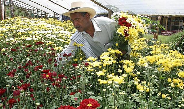 Principales sectores desde los que se declaran enfermedades profesionales en Colombia. Régimen contributivo, Sistema General de Seguridad Social en Salud (SGSSS). Colombia