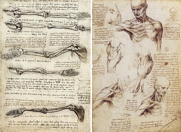Advancements in the Anatomy of the Body (Renaissance Discoveries)