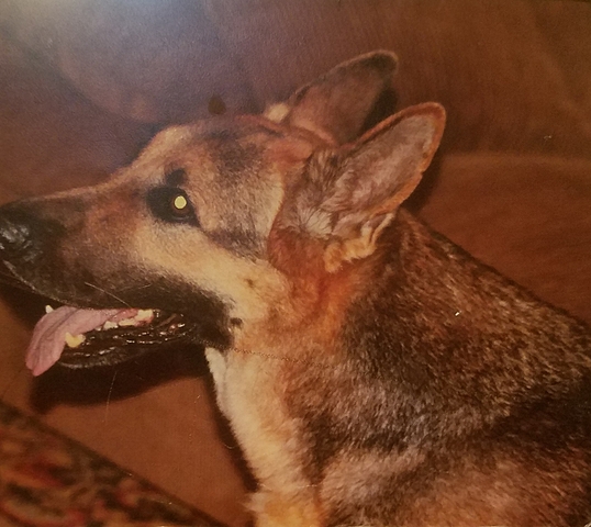 My first dog past away