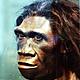Homo erectus