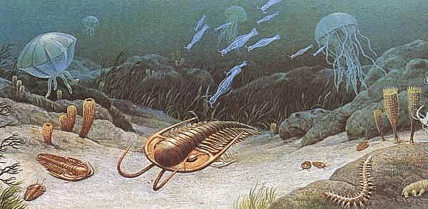 Aparecen los primeros invertebrados