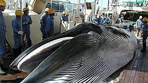 la Convención Internacional para la Regulación de la Captura de Ballenas