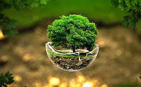 El surgimiento del ambientalismo