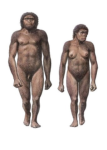 Homo Habilis (1,9 - 1,6 million years ago)