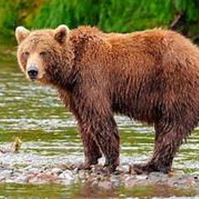 Timeline: Brown bear, brown bear, what do you see?