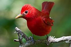 brown bear saw red bird