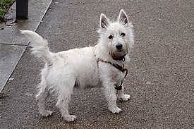 purple cat saw a white dog