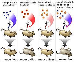 Avery, Macleod y Mccarty