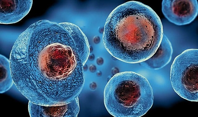 Stem Cell Research