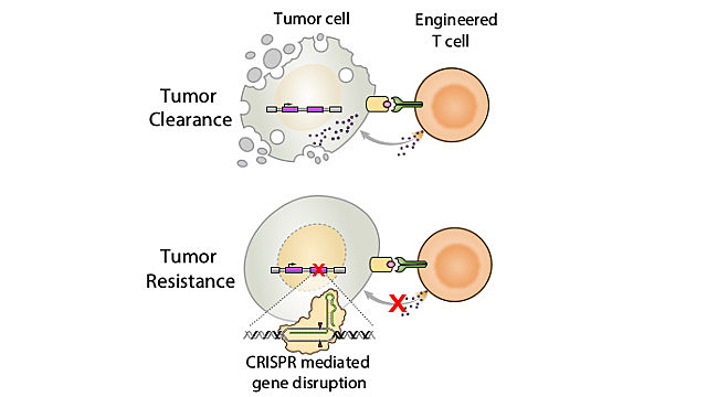Immunotherapy for Cancer