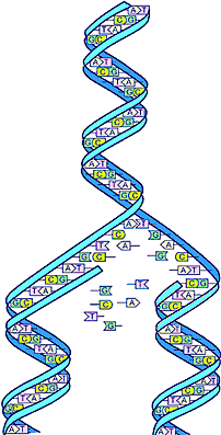 Human Genome Project