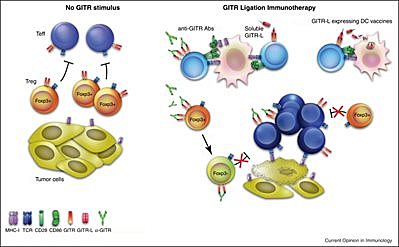 immunotherapy for cancer treatments