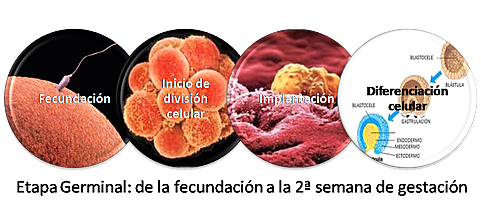 PERIODO GERMINAL ZIGOTICO