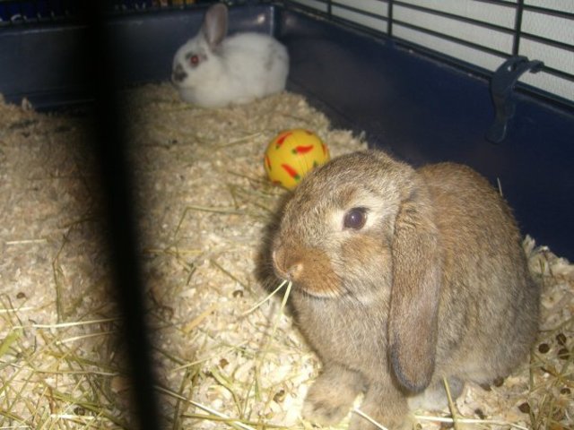 Vi köpte två kaniner!