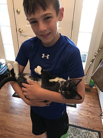 My favorite cat enters the house