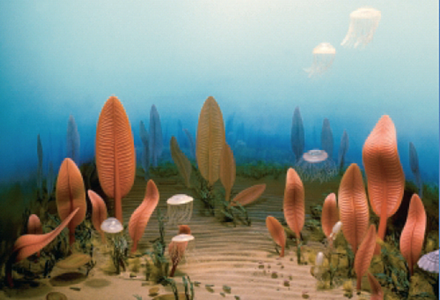 Primers organismes pluricel·lulars