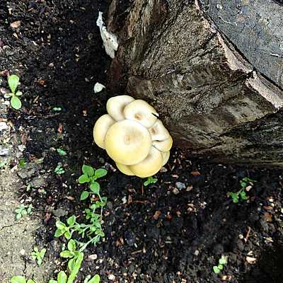 Timeline: Historia de los hongos saprófitos