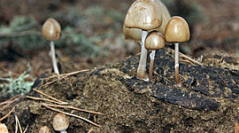 Timeline: la historia de los hongos