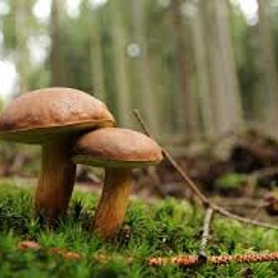 Timeline: La historia de los hongos