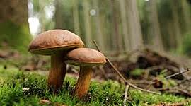 Timeline: La historia de los hongos