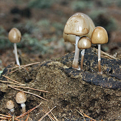 Timeline: HISTORIA DE LOS HONGOS SAPRÓFITOS