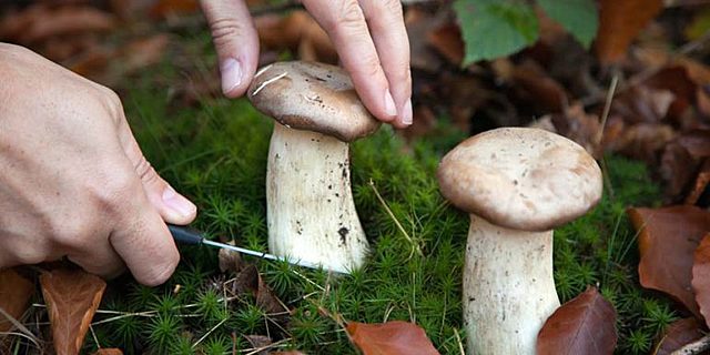 Inicio de los tiempos