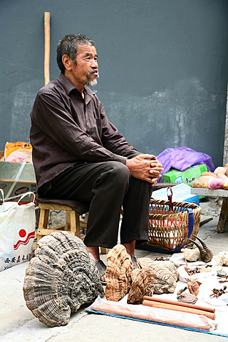 China setas medicinales.