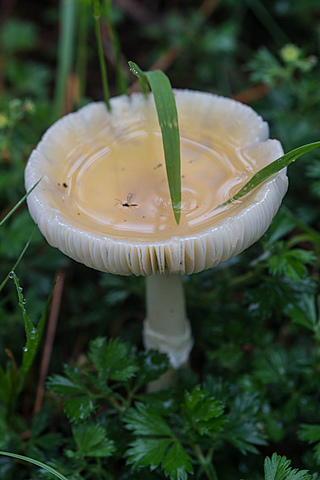 Grecia hongos alucinógenos