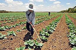 Pré-História - Neolítico