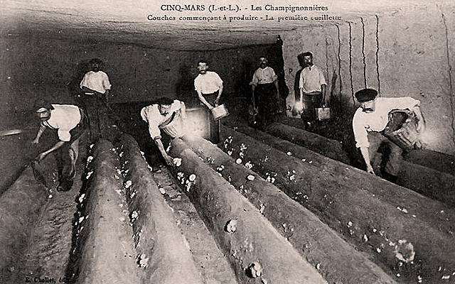 Catacumbas de París