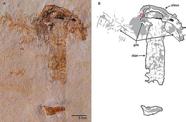 El hongo mas antiguo