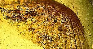 Hallan la seta fósil más antigua del mundo, de hace 115 millones de años