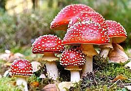 amanita muscaria hace 6000 mil años