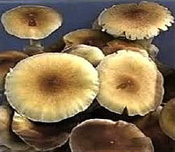 America hongos alucinogenos