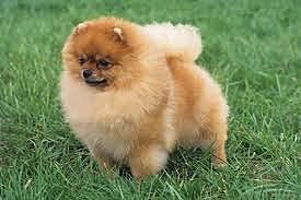 I get a pet Pomeranian