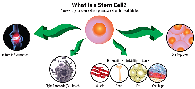 Stem Cells