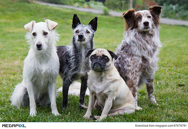 LeighElla gets a puppy... or four