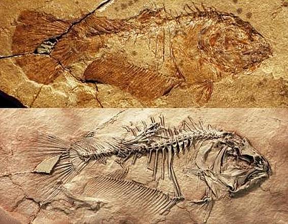 IN QUALI TIPI DI ROCCE E’ POSSIBILE TROVARE FOSSILI?PERCHE’?