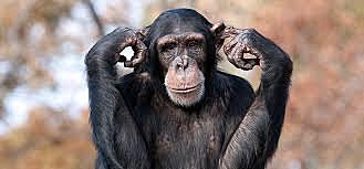 EDWARD THORNDIKE y la "Inteligencia animal"