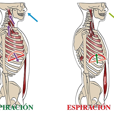 Timeline: HISTORIA DE LA MECÁNICA RESPIRATORIA