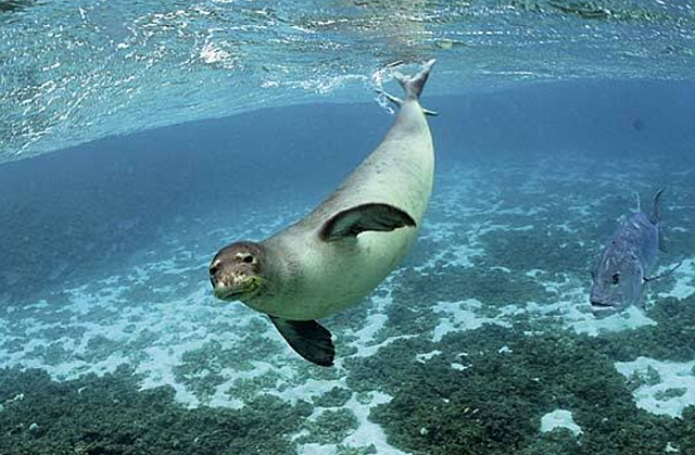 Foca monje del Caribe